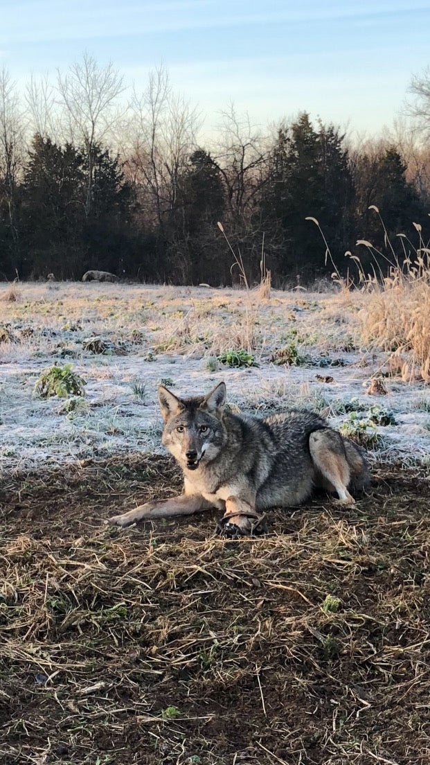 REBEL YELL - Attracts Bobcat, Coyote, Fox, Coon and Mink.