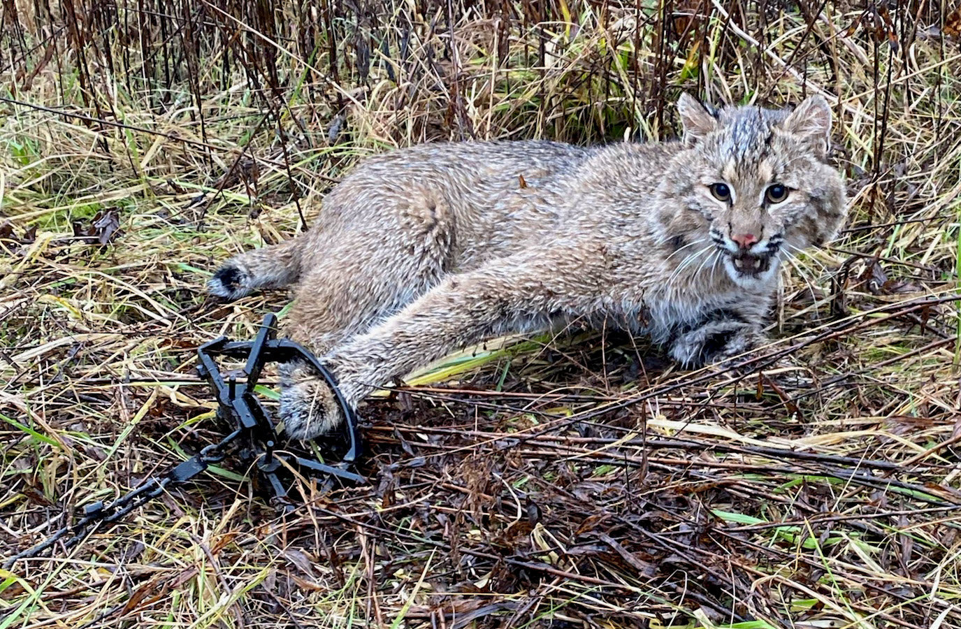 GUNSLINGER - Attracts Bobcats, Fox, Coyote and Coon.