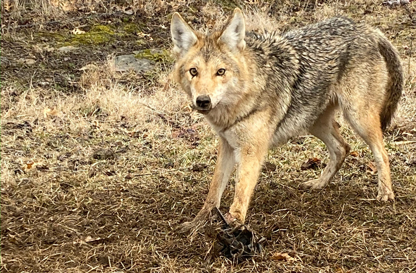 CANINE PLUS - Attracts Bobcat, Coyote, Fox and Coon.