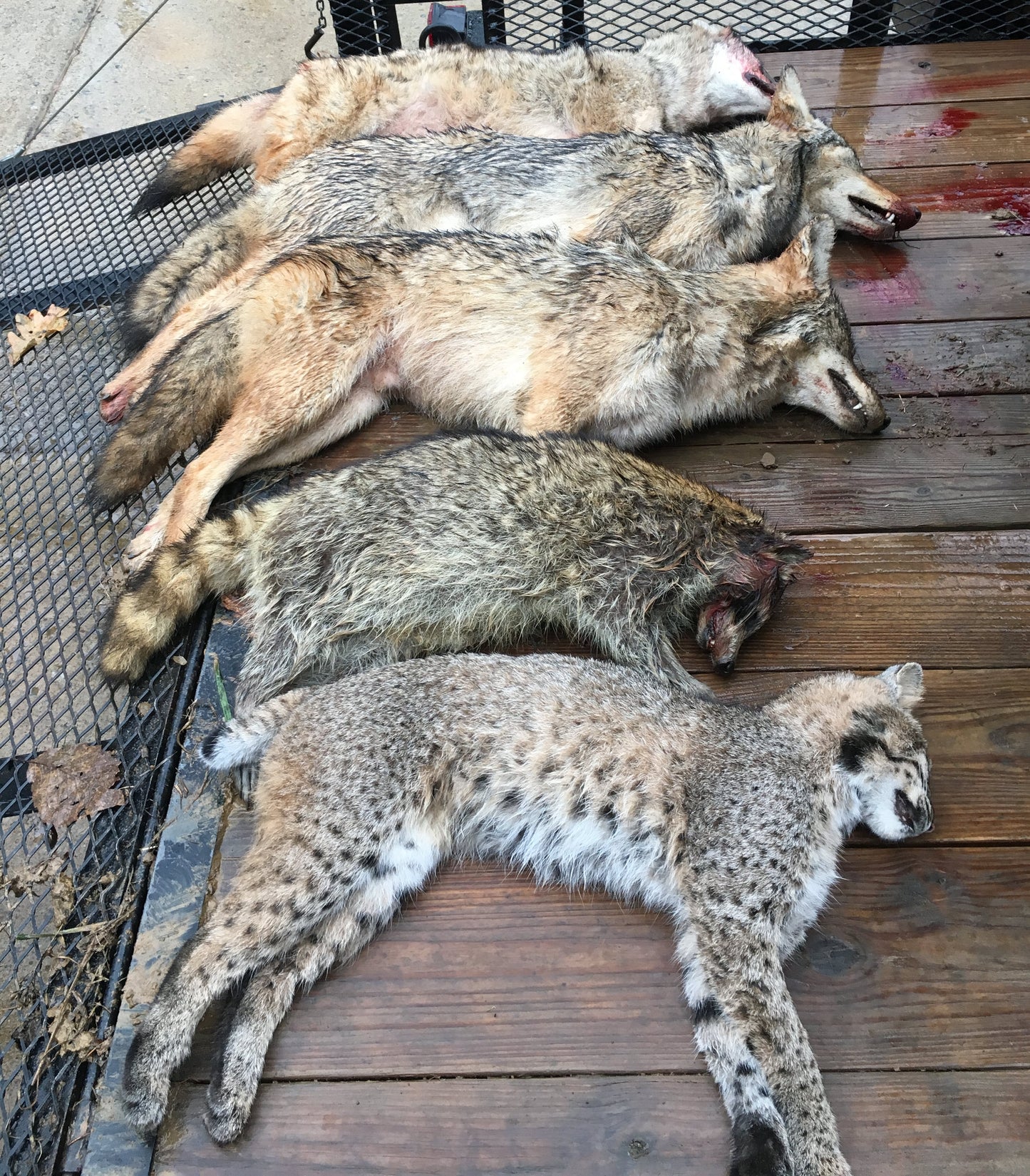 BATTLE GROUND - Attracts Bobcat, Coyote, Fox and Coon.