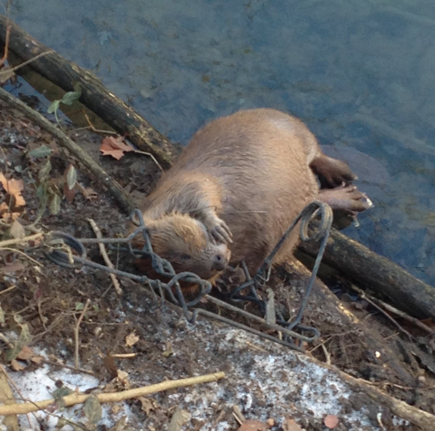 SUPER HIGH FIVE - Attracts Muskrats, Beaver, Otter and Mink.